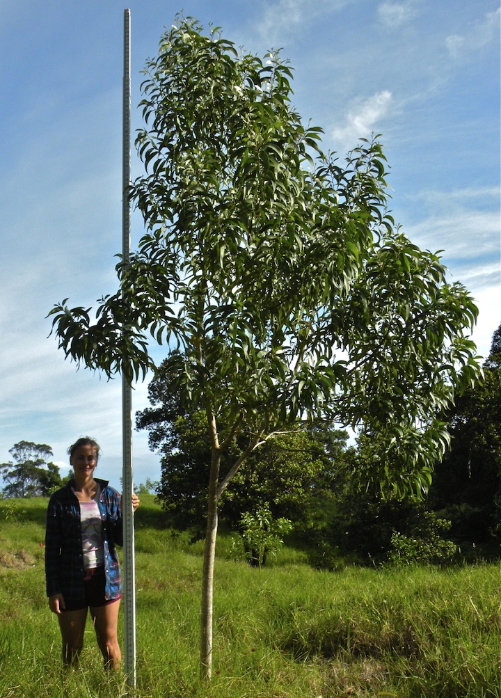 Koa tree sample 7