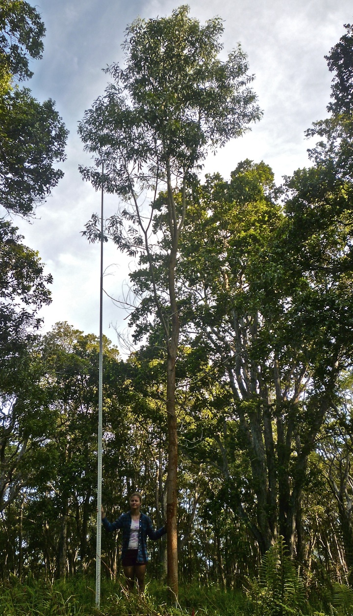 Koa tree sample 12