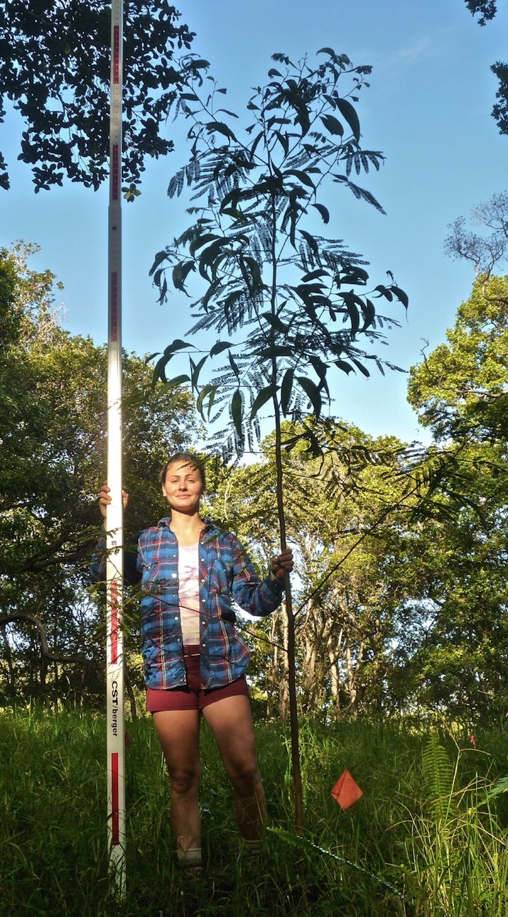 Koa tree sample 6