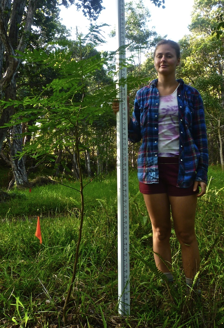 Koa tree sample 4