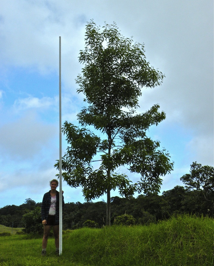 Koa tree sample 8