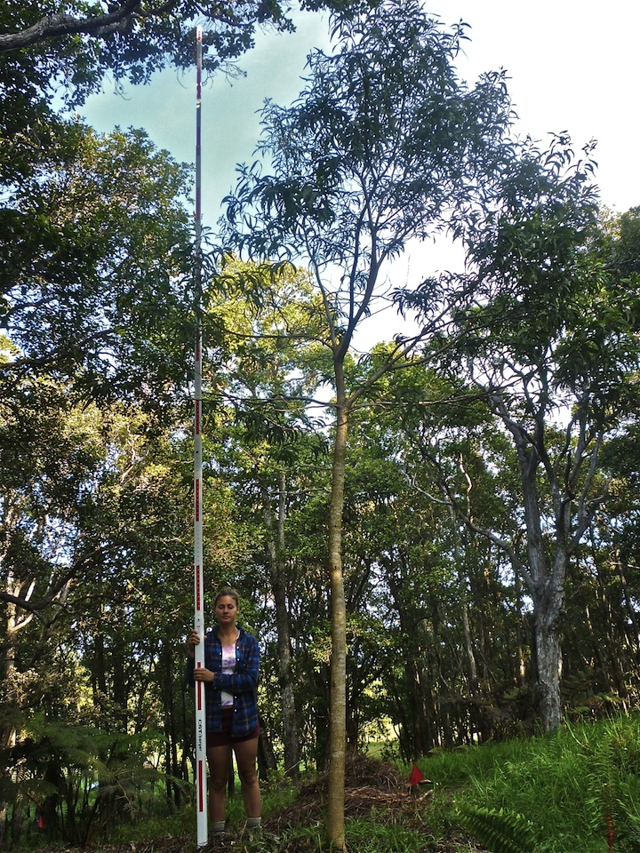 Koa tree sample 11