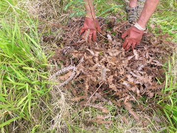 Apply Mulch to Planted Tree