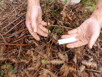 Applying Aluminum Tag to Seedling