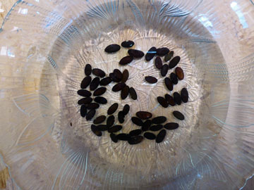 Freshly Nicked Koa Seeds Soaking