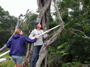 Gathering Koa Pods
