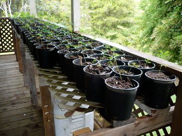 Koa Seedlings in Six Inch Pots