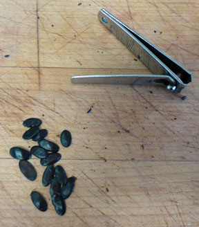 Koa Seeds with Clipper