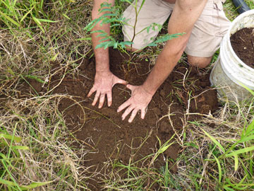Patting Down Dirt Planting Hole