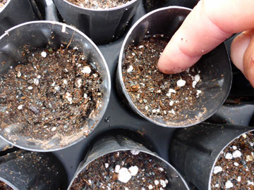Patting Down Soil in Dibble Tube