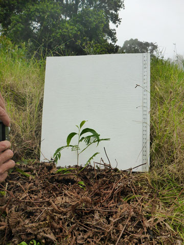 Photographing Newly Planted Seedling
