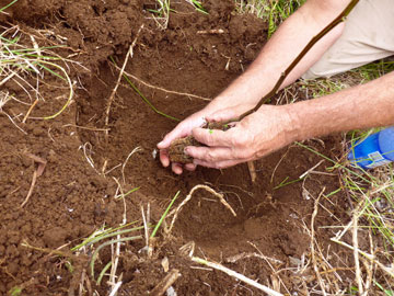 Placing Seedling in Planting Hole
