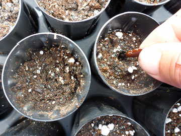 Planting Koa Seed in Dibble Tube