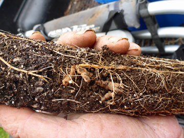 Rhizobia Nodules on Koa Root