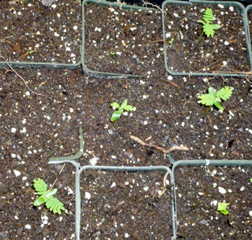 Seedlings Emerging