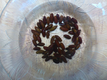 Soaked Koa Seeds