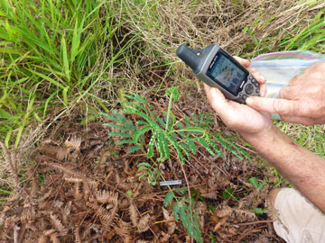 Taking GPS Location of Tree