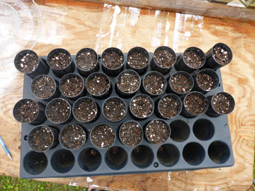 Tray of Dibble Tubes Koa Planted