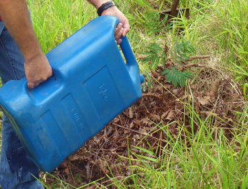 Watering Newly Planted Koa Seedling