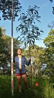 Sample Koa Image 2