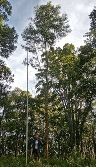 Sample Koa Image 4