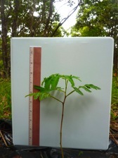 Koa seedling just planted