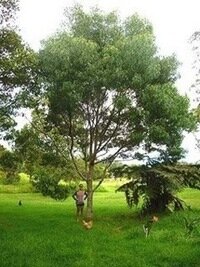 Koa Tree 9 Years Old