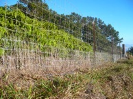 Pig Proof Fence