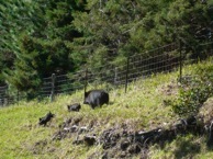 Pigs by Fence