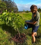 Watering Koa